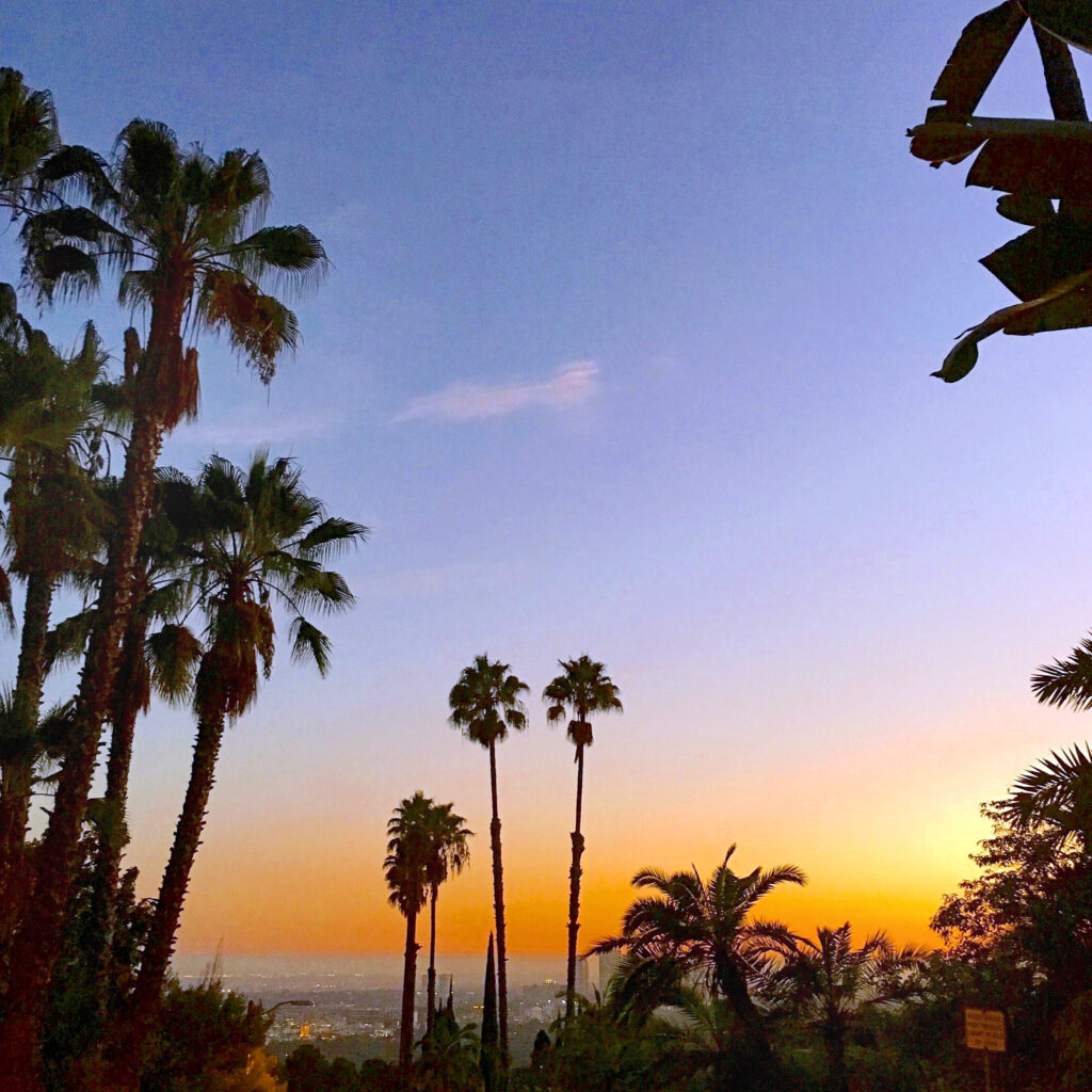 palms copy
